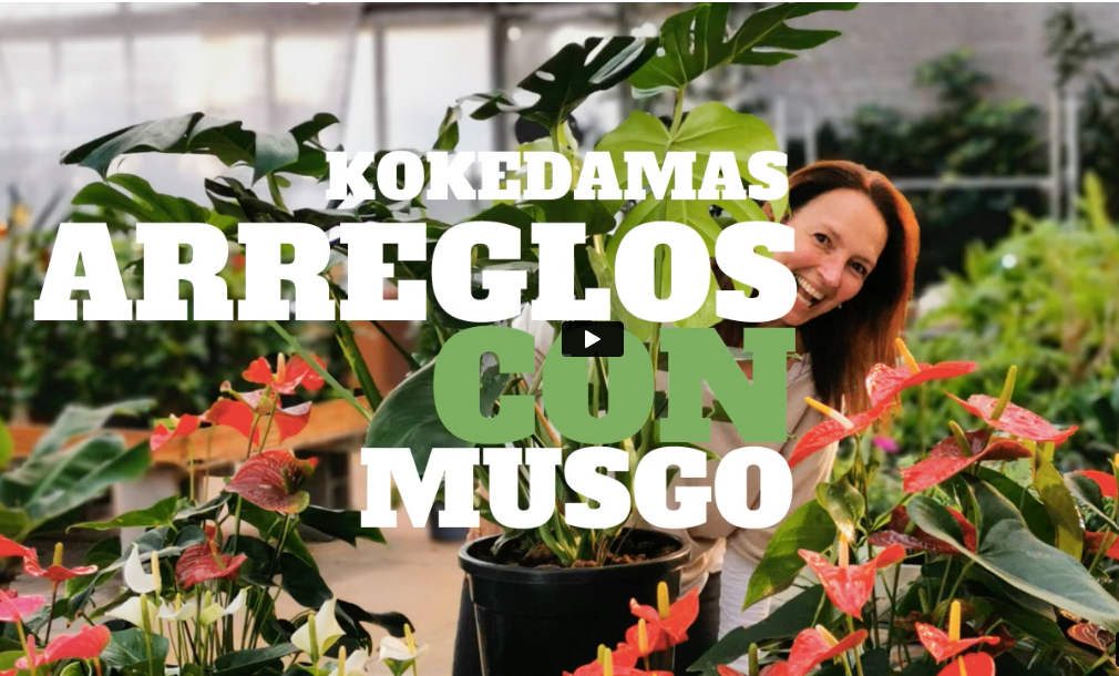0045 El Arte de las Kokedamas y Terrarios