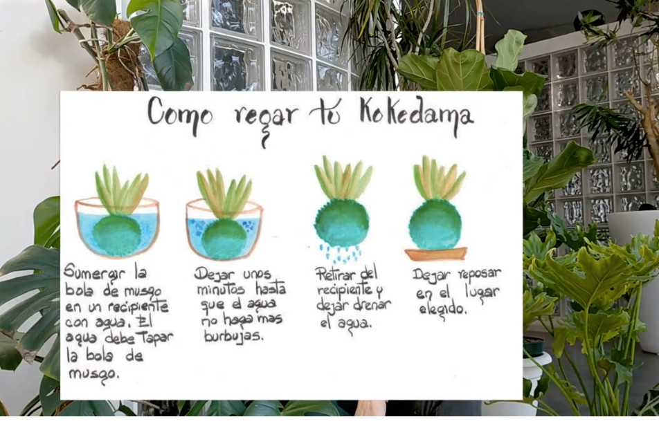 0045 El Arte de las Kokedamas y Terrarios